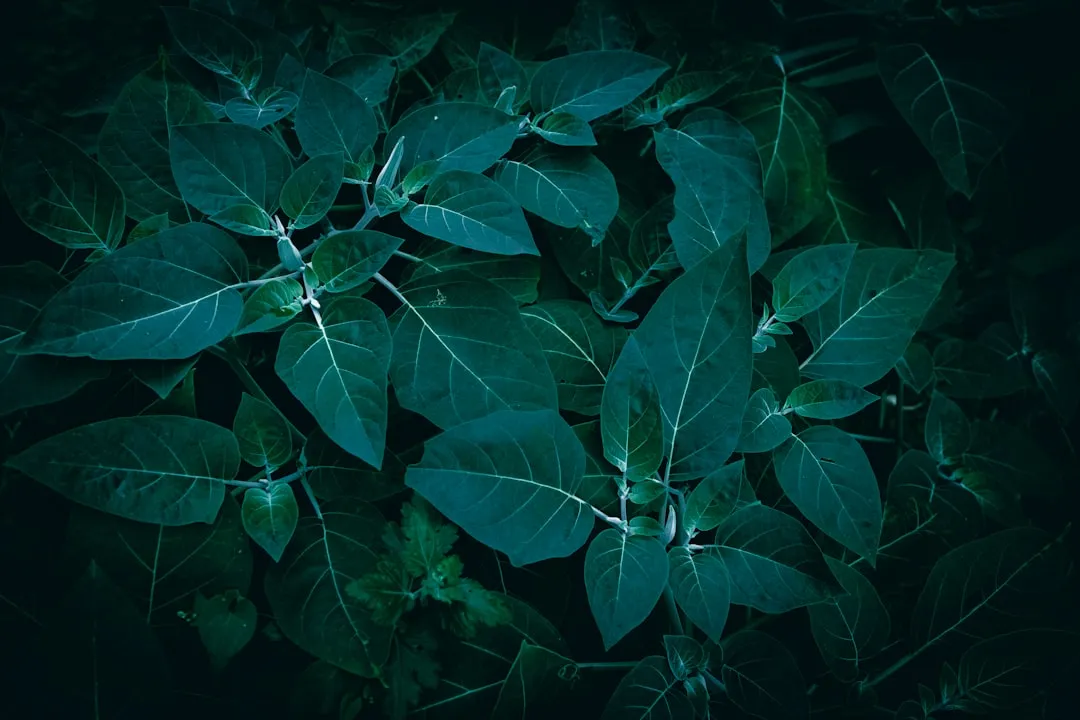 北京科发源植发技术研究中心：FUE植发手术与微针植发技术对比分析