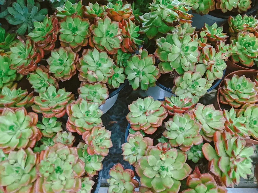 植发手术术后恢复管理流程详解：从护理到毛发再生周期