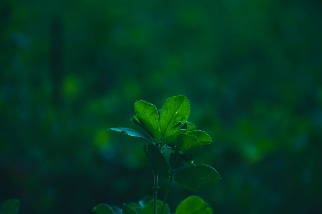 植发手术术后毛囊成活率的关键影响因素分析