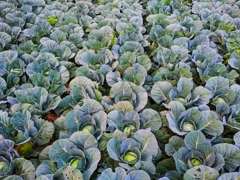植发手术常见并发症预防与处理机制解析