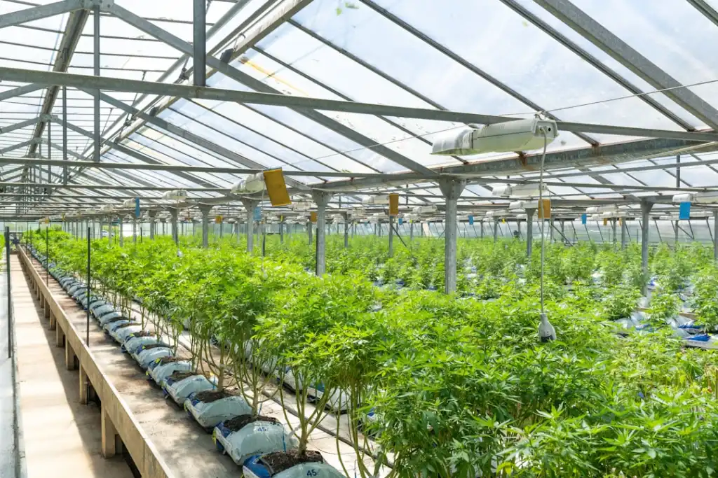 植发手术与头皮养护联合方案：术后恢复周期管理指南