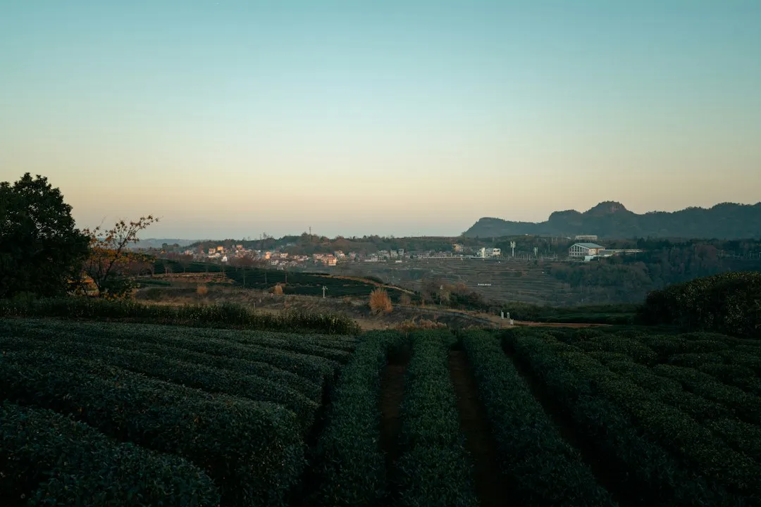 植发手术与头皮养护的协同治疗方案分析